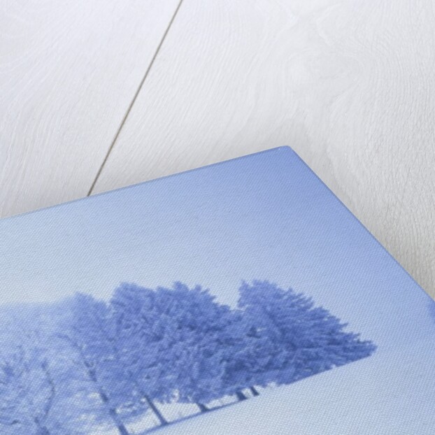 Trees in snow-covered landscape in winter by Anonymous