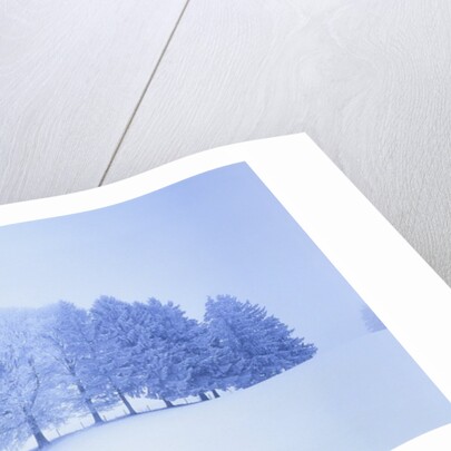 Trees in snow-covered landscape in winter by Anonymous