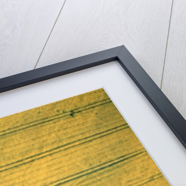 Aerial shot of a rape field and tree by Anonymous