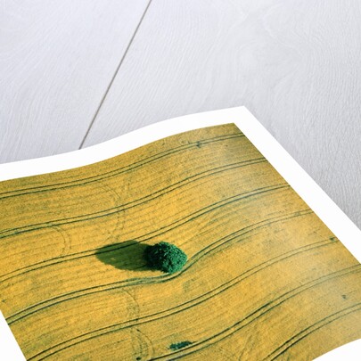Aerial shot of a rape field and tree by Anonymous