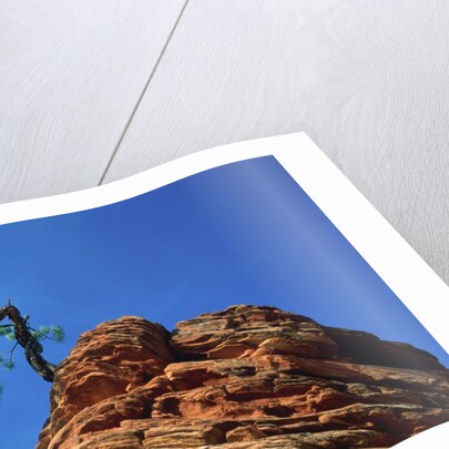 Tree on cliff, Zion National Park, Utah, USA by Anonymous
