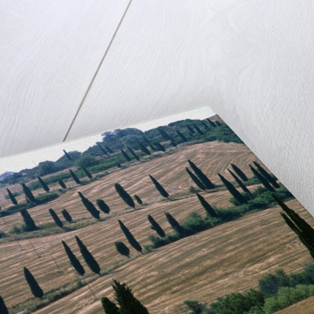 Cypresses and stubble fields in the Tuscany by Anonymous