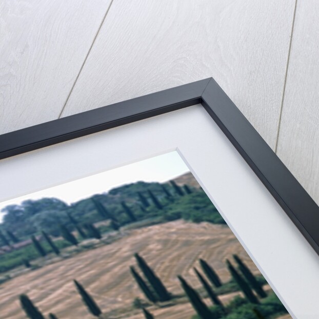 Cypresses and stubble fields in the Tuscany by Anonymous