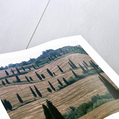 Cypresses and stubble fields in the Tuscany by Anonymous