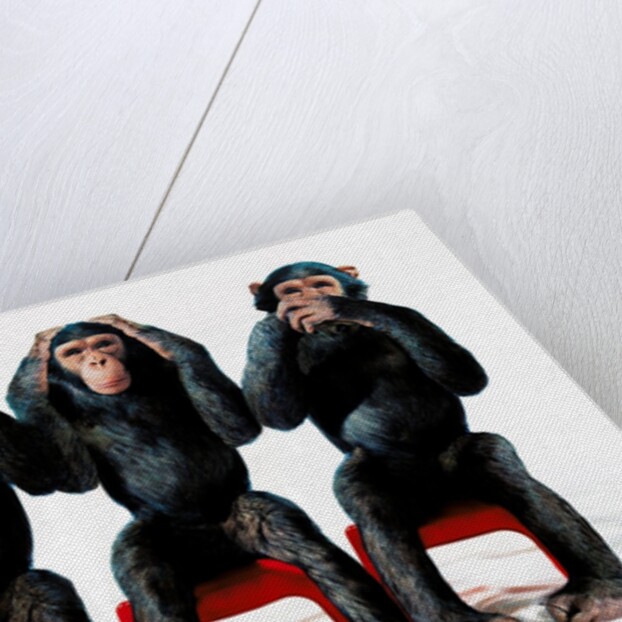 Three chimpanzees by Anonymous
