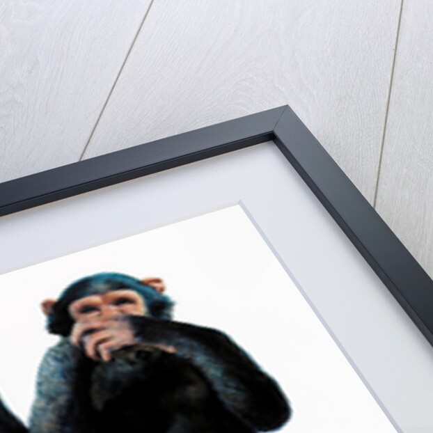 Three chimpanzees by Anonymous