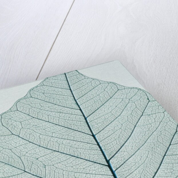 Leaf vein by Anonymous