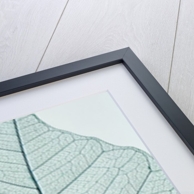 Leaf vein by Anonymous