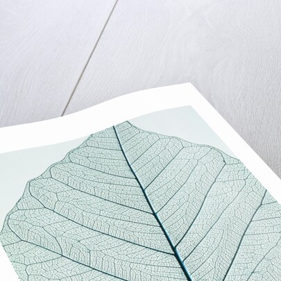 Leaf vein by Anonymous