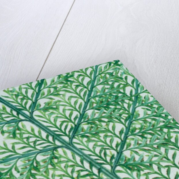 Fern leaf vein by Anonymous