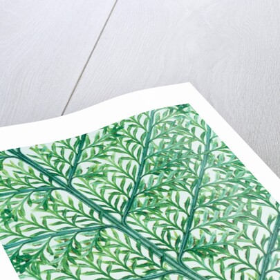 Fern leaf vein by Anonymous