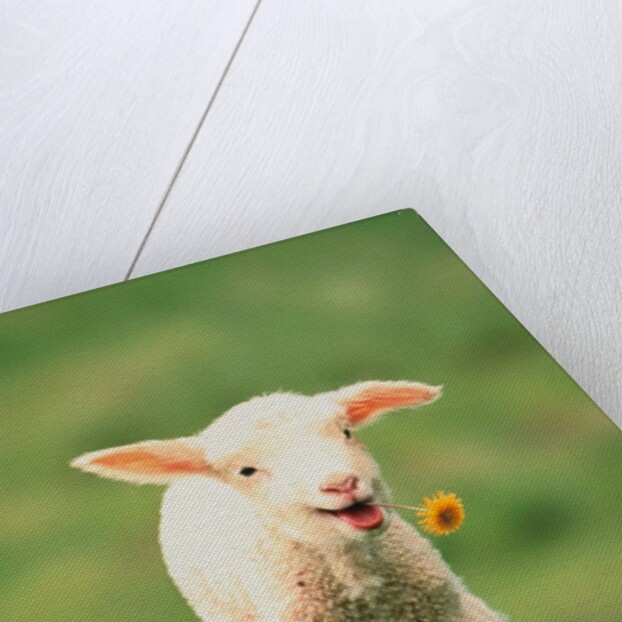 Lamb holding dandelion in mouth by Anonymous