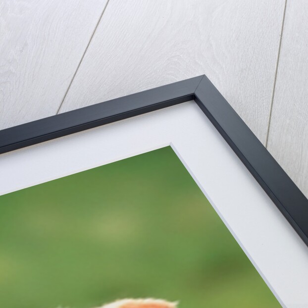 Lamb holding dandelion in mouth by Anonymous