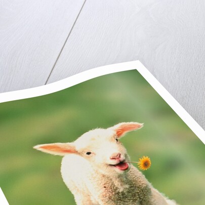 Lamb holding dandelion in mouth by Anonymous