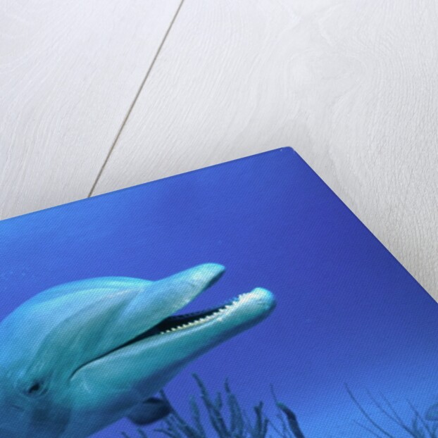 Bottlenose Dolphin by Anonymous