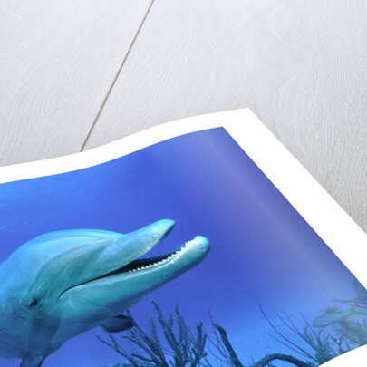 Bottlenose Dolphin by Anonymous