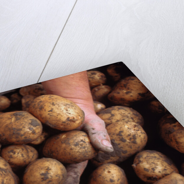 Potato harvest by Anonymous