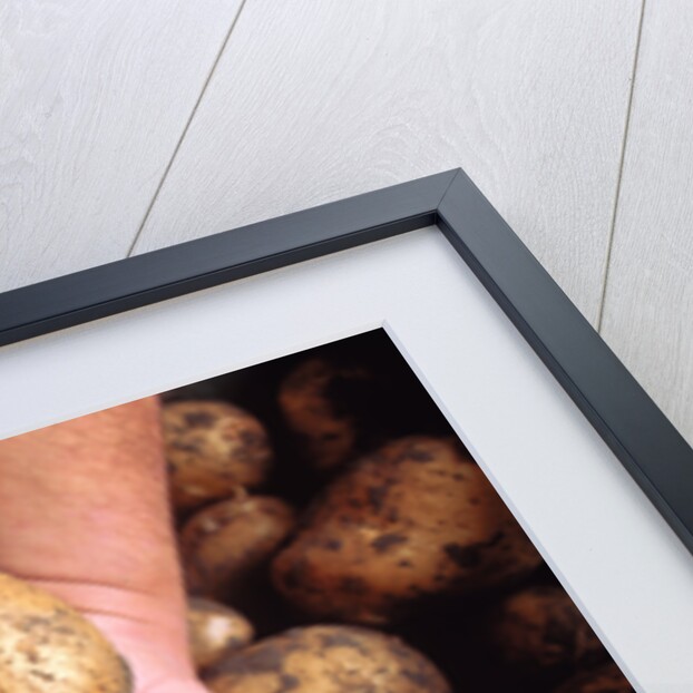 Potato harvest by Anonymous
