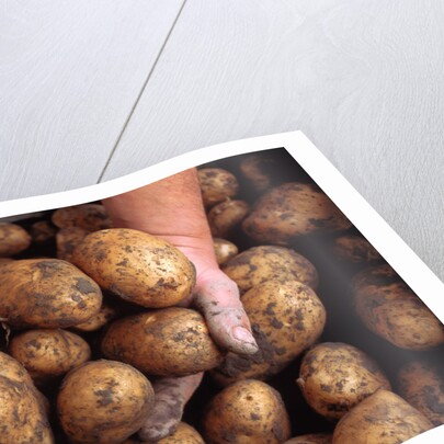 Potato harvest by Anonymous