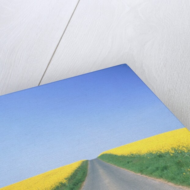 Country road between cole fields by Anonymous