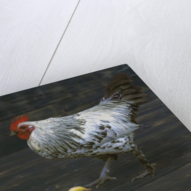 Hen with her chicken by Anonymous