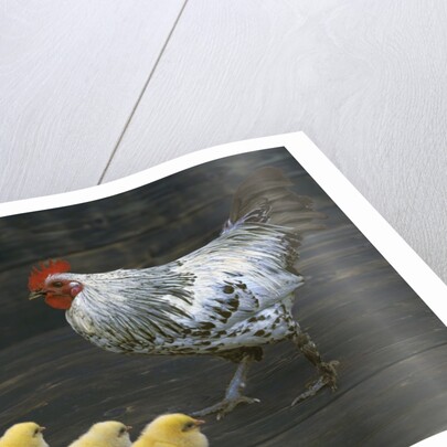 Hen with her chicken by Anonymous