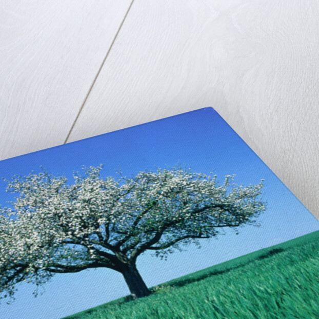 Blossoming Tree in Field by Anonymous