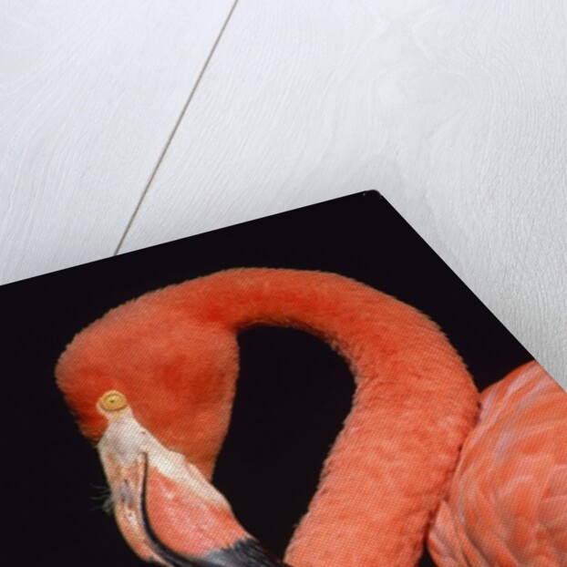 American flamingo by Anonymous