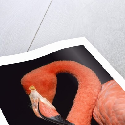 American flamingo by Anonymous