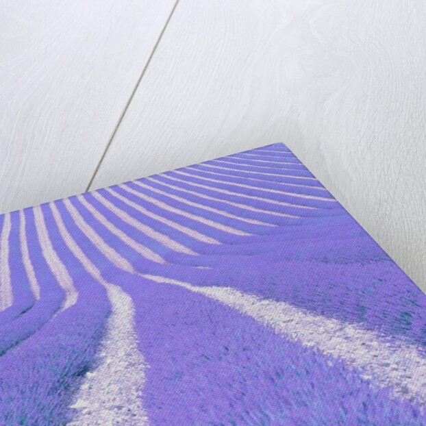 Blooming lavender in lines by Anonymous