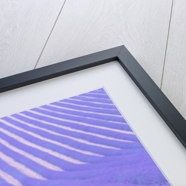Blooming lavender in lines by Anonymous