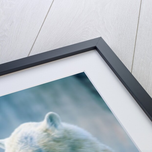 Polar bear yawning in zoo enclosure by Anonymous