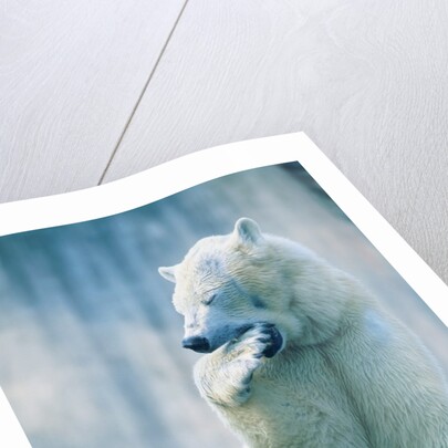 Polar bear yawning in zoo enclosure by Anonymous