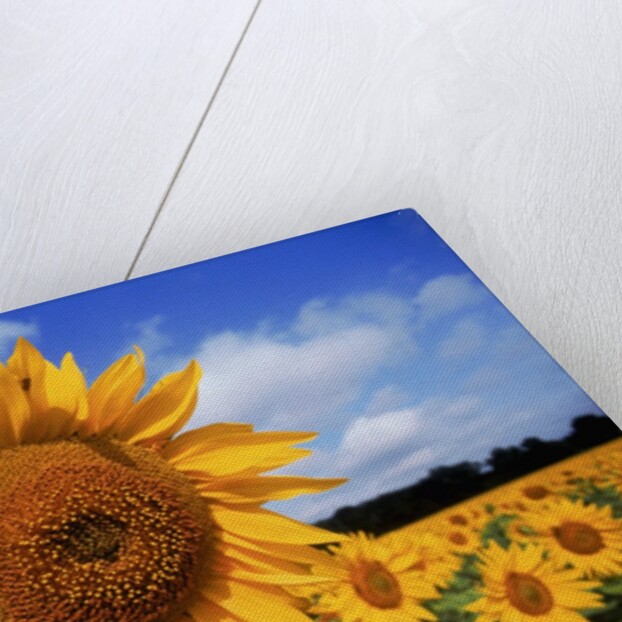 Sunflower field, summer by Anonymous