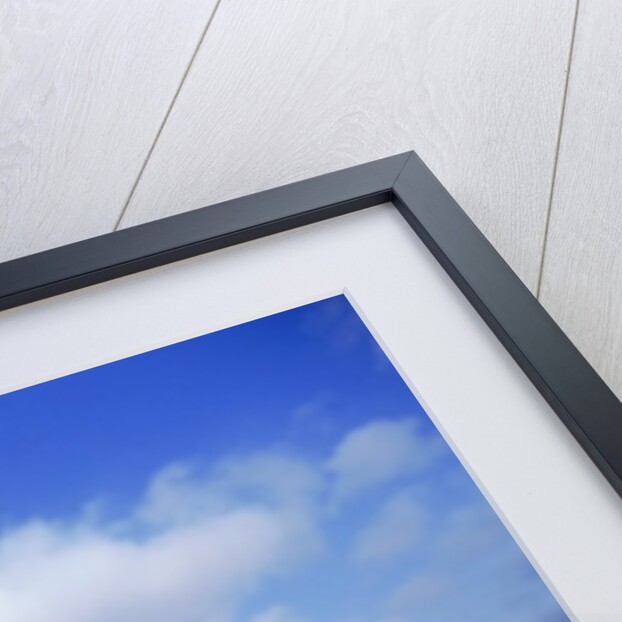 Sunflower field, summer by Anonymous