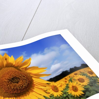 Sunflower field, summer by Anonymous