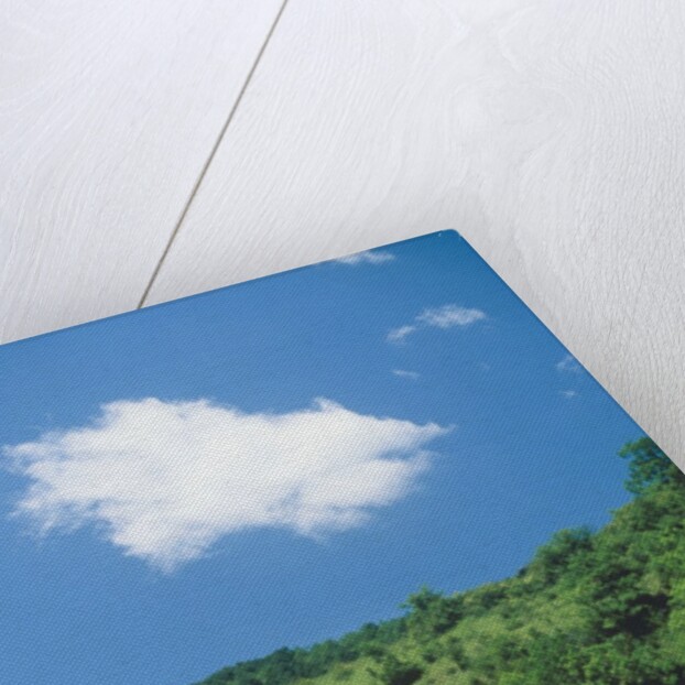 Poppy meadow in landscape by Anonymous