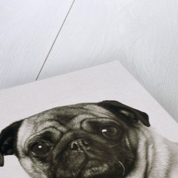 Pug dog by Anonymous
