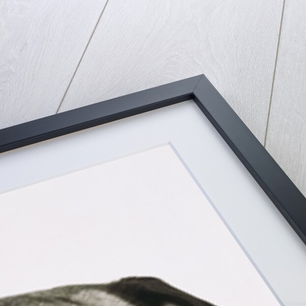 Pug dog by Anonymous