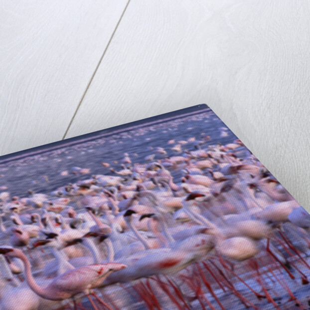 Flock of Lesser Flamingoes by Anonymous