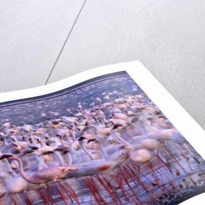 Flock of Lesser Flamingoes by Anonymous
