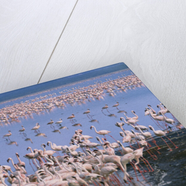 Flock of Lesser Flamingoes by Anonymous