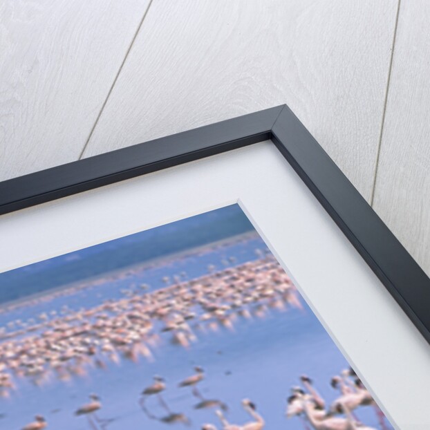 Flock of Lesser Flamingoes by Anonymous