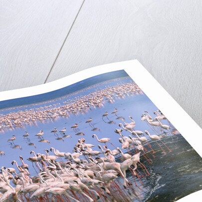 Flock of Lesser Flamingoes by Anonymous