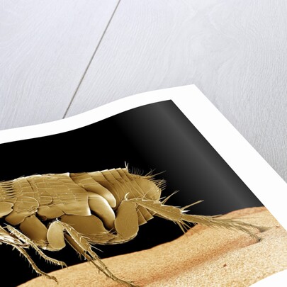 Cat Flea by Anonymous