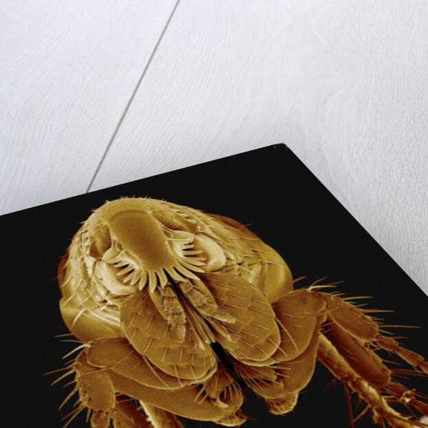 Cat Flea by Anonymous