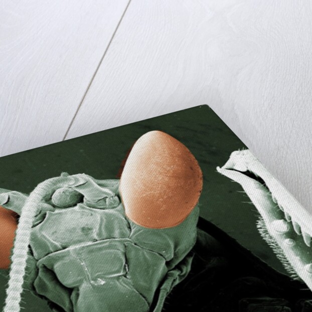 Praying Mantis Head by Anonymous