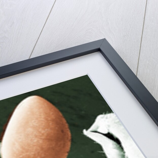 Praying Mantis Head by Anonymous