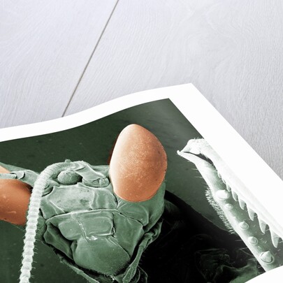 Praying Mantis Head by Anonymous