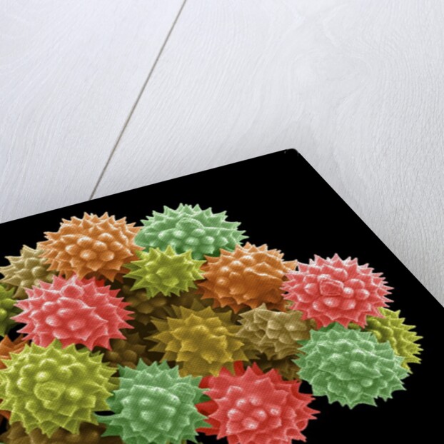 Pollen Grains by Anonymous
